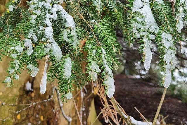 (Credit: Penn State Extension)