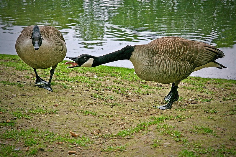 Canada geese