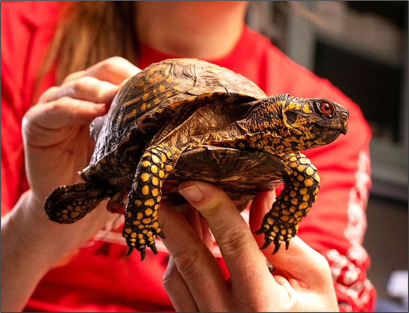 Eastern box turtle makes its home in the Pinelands