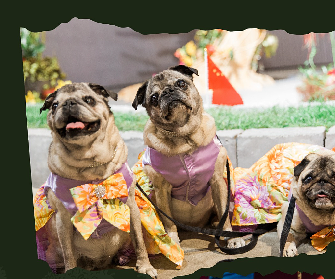 Source: Philadelphia Flower Show/Facebook.com