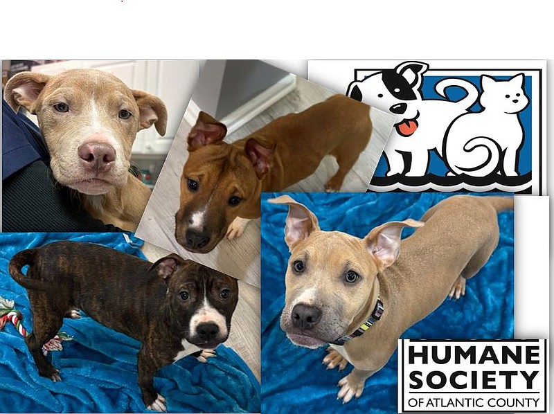 Clockwise from upper left: Shamrock, Charm, Clover and Lucky.