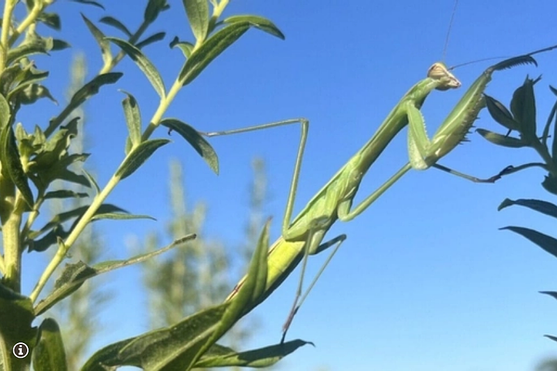 Praying mantis (Credit: Natural Lands)
