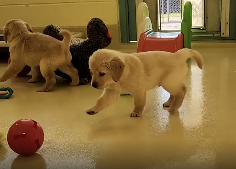 The Seeing Eye seeks puppy raising volunteers to foster "students" until they are old enough for training. (Image courtesy of The Seeing Eye)