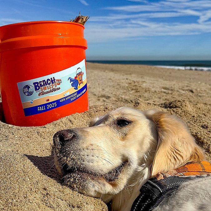 Don't be a lazy daisy...help clean up the beaches Saturday, April 11.