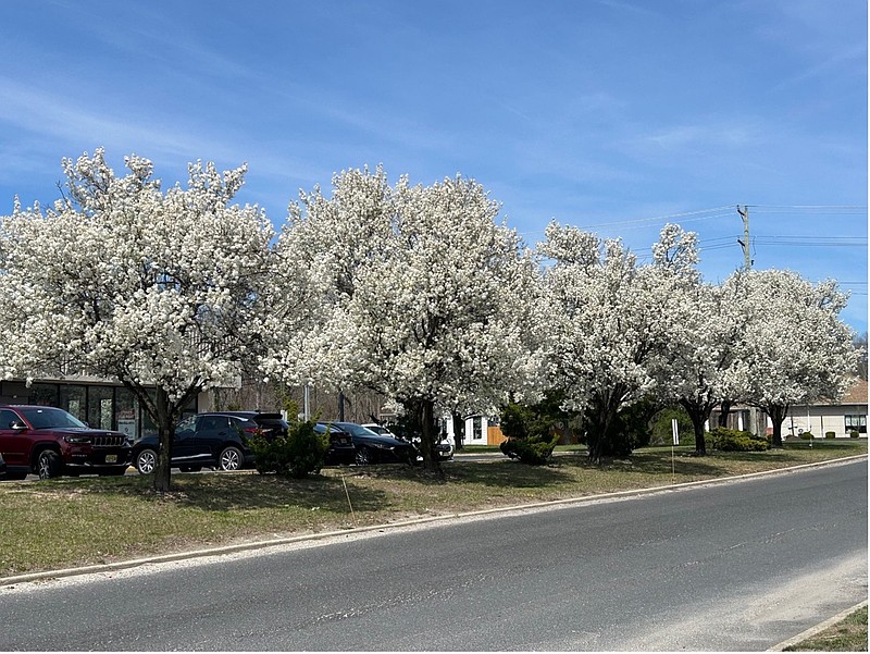 Bradford (Callery) pear trees are an invasive species in NJ