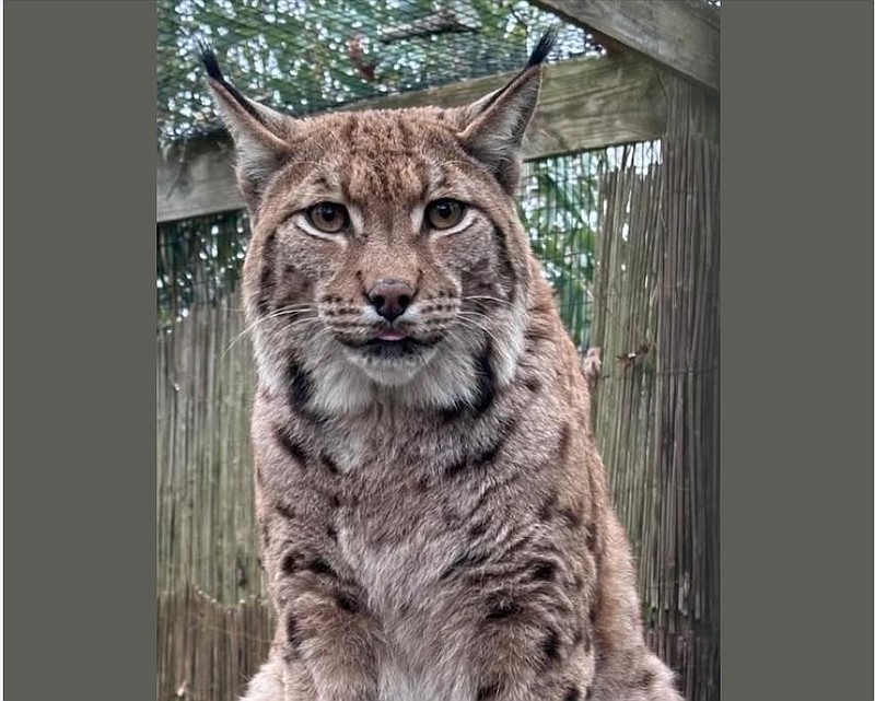 The five-year-old Eurasian lynx, a former pet, was rescued a few years ago while wandering the streets of Long Island, N.Y. (Photo courtesy of Cape May County Zoo)