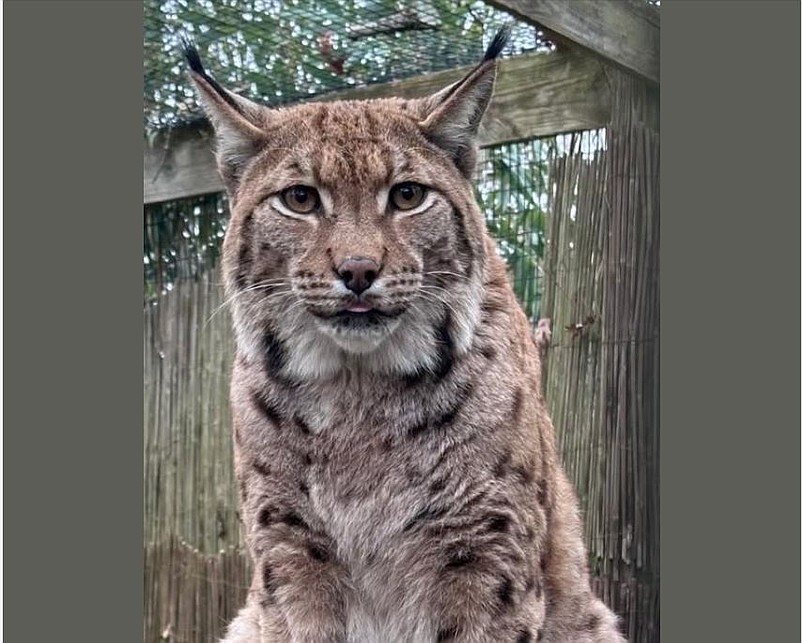 The five-year-old Eurasian lynx, a former pet, was rescued a few years ago while wandering the streets of Long Island, N.Y. (Photo courtesy of Cape May County Zoo)