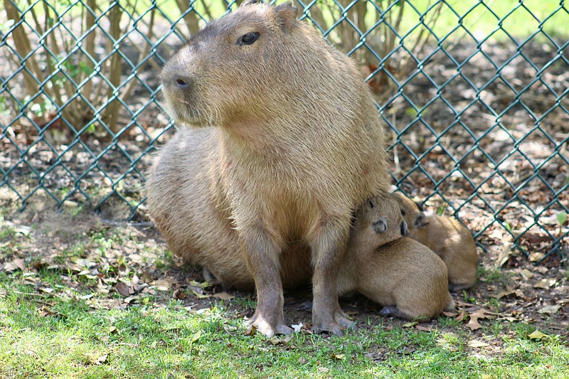 Buttercup takes care of her two newly born pups. (Photos courtesy of Cape May County Zoo)