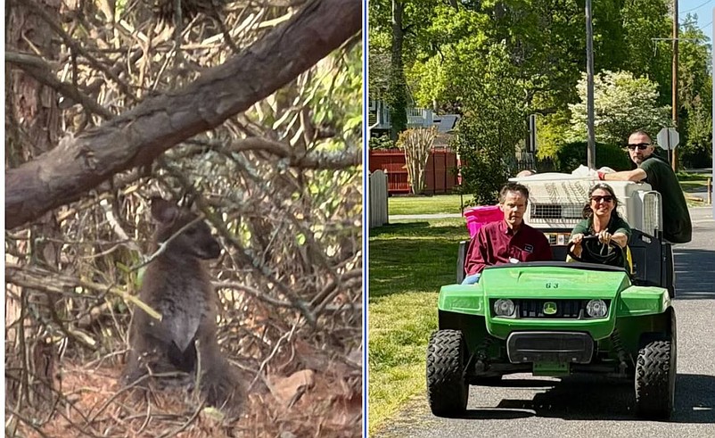 Cletus is shown on the left while still free and then after he was captured by the Cape May County Zoo staff. (Courtesy of Cape May County Government Facebook page)