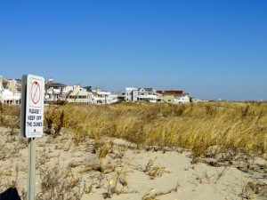 A healthy dune system that withstood Superstorm Sandy protects property north of 40th Street in Ocean City.