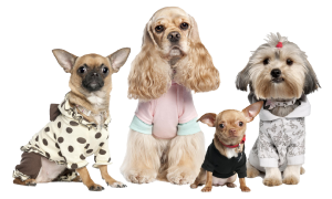 The Woofin' Paws Pet Fashion Show starts at 11 a.m. at Carey Field, just off the Boardwalk between Fifth and Sixth streets in Ocean City, NJ.