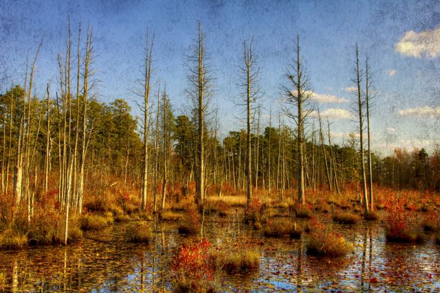 An exhibit of Pine Barrens and Jersey Shore photographs from Loralea and Zachary Kirby will be on display at the Ocean City Arts Center in February.