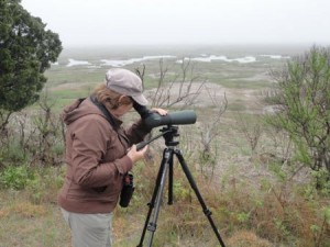 World Series of Birding in Ocean City NJ, Nancy Larrabee