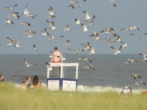 Laughing gulls find food on the beach at 10th Street on Tuesday afternoon.