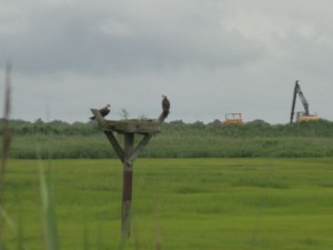 One of many active osprey platforms can be spotted near Roosevelt Boulevard in Ocean City.