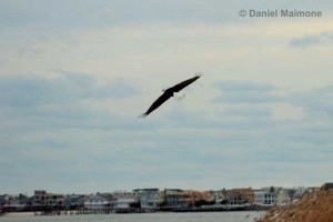 Long port can be seen in the background as a bald eagle flies over Dog Beach on Oct. 26.