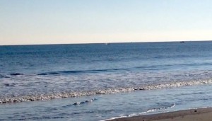 Steve Sands captured this image of a whale's spout off Third Street in Ocean City on Friday.