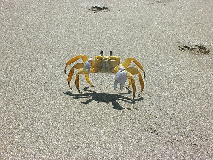 Atlantic Ghost Crab