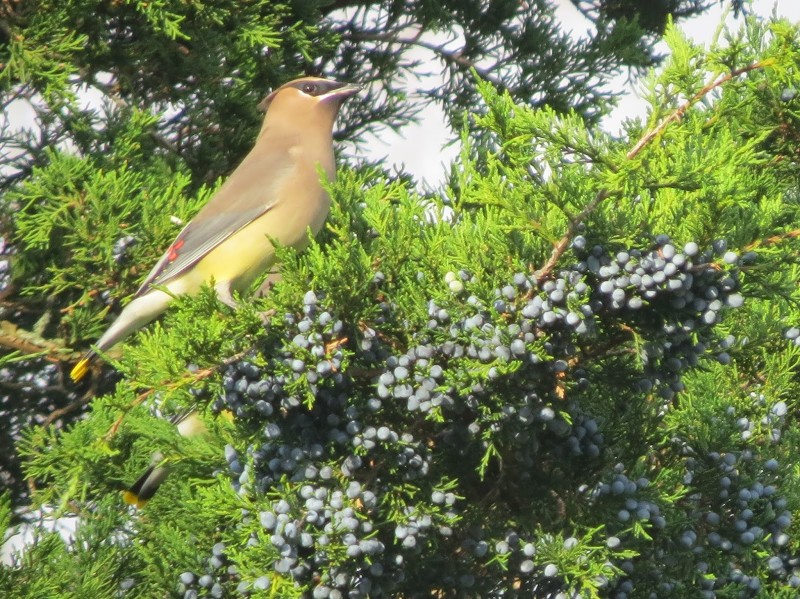 Cedar Wax Wing / Red Cedar with berries