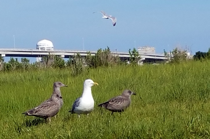 Herring Gull with young