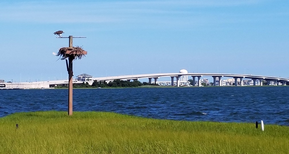 Osprey Platform overlooking Ninth Street Bridge