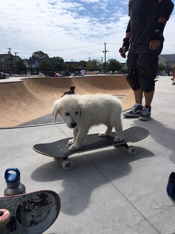 Zephyr - Sophie's dog who is named after the famous Zephyr Skate Team.