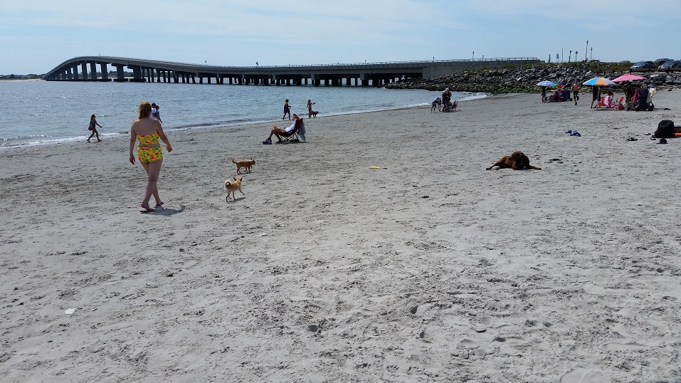 Dog Beach1.4