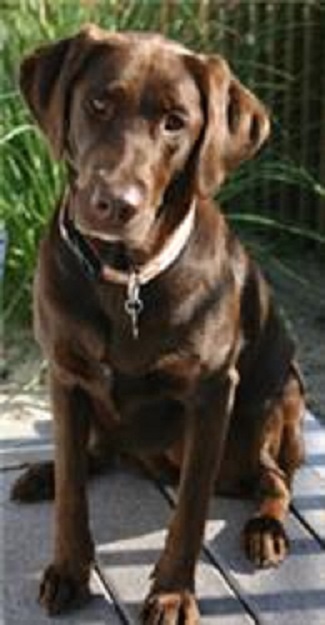 The Dog of the Decade, the late Mocha. A Chocolate Lab, owned by Sue and Gary Bechtold