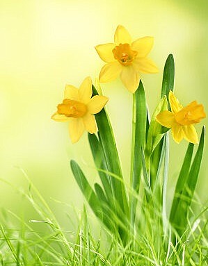 Daffodil flowers on spring background