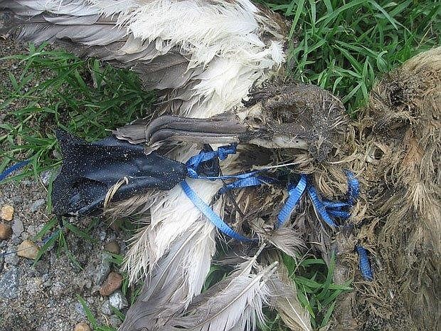 This photo from the U.S. Fish &amp; Wildlife Service shows how birds can become tangled in balloon strings and die.