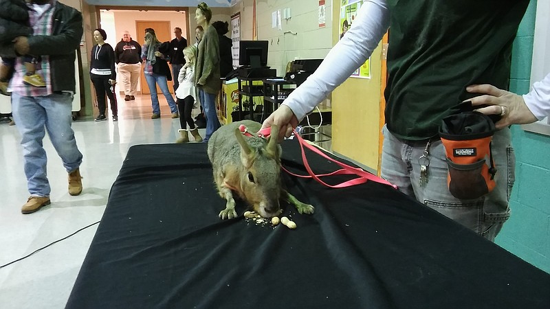 This cavy named Twix likes to eat peanuts with the shell.