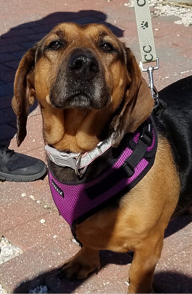 Molly, a basset hound/German shepherd mix is in need of a good home. She can be found at the Humane Society of Ocean City.