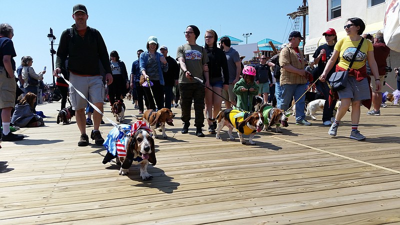 A brigade of basset hounds will strut down the Boardwalk for the parade.