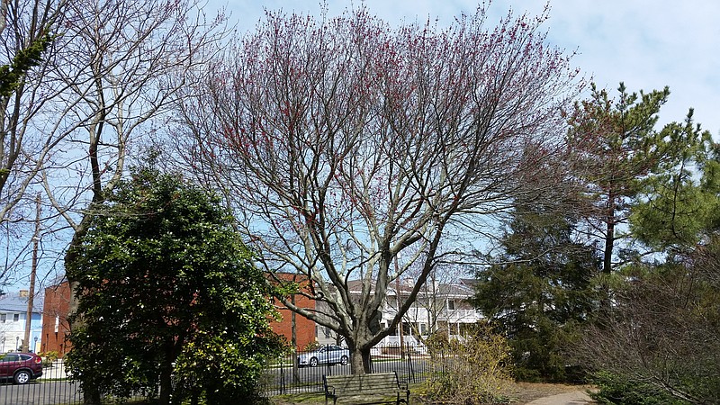 Mature trees at Lake Memorial Park at Fourth Street and Wesley Avenue give a sense of what Ocean City was like when it was once covered with greenery.