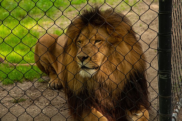 Lions are similar to house cats, often sleeping for almost the whole day and only getting up to eat or drink.