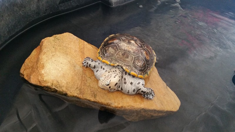 A diamondback terrapin, native to the marshlands of the Jersey Shore, rests on a rock in a display tank.