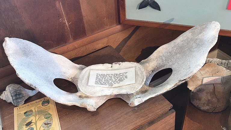 Whale bone on display at Ocean City’s Bayside Center.