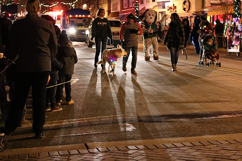 Parade participants include marchers of the four-legged variety.