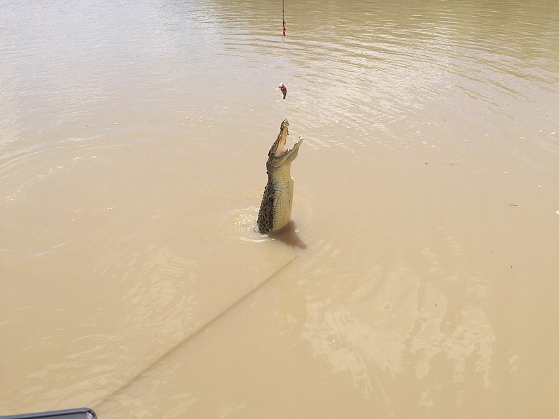 Stubby lunges out of the water for his meal.