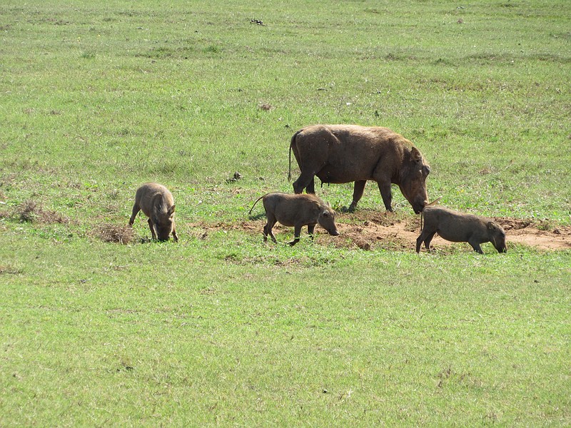 A mother warthog is joined by her piglets.