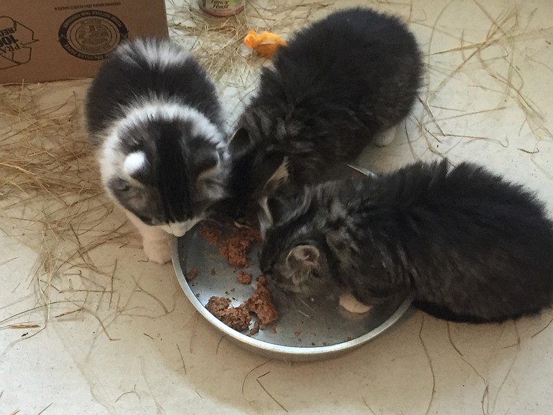 The kittens chow down on a meal.