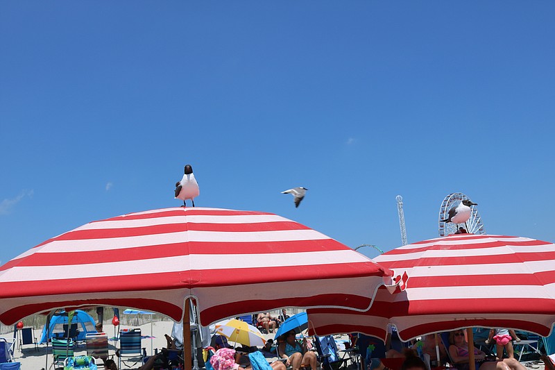 Seagulls are perched and ready on beach umbrellas.