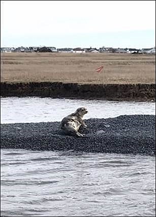 A harbor seal suns itself on the rocks of Shooting Island in 2019. (Photo courtesy of ACT Engineers)