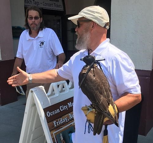 Falcons will soon scare away the seagulls that pester Boardwalk strollers and beach goers officials say. (Photo courtesy City of Ocean City)