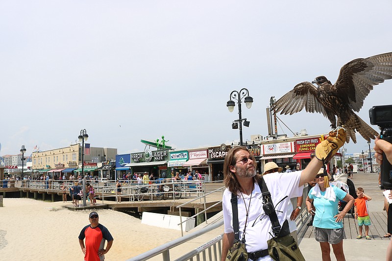 East Coast Falcons owner Erik Swanson releases a falcon to patrol the skies of Ocean City in 2019.