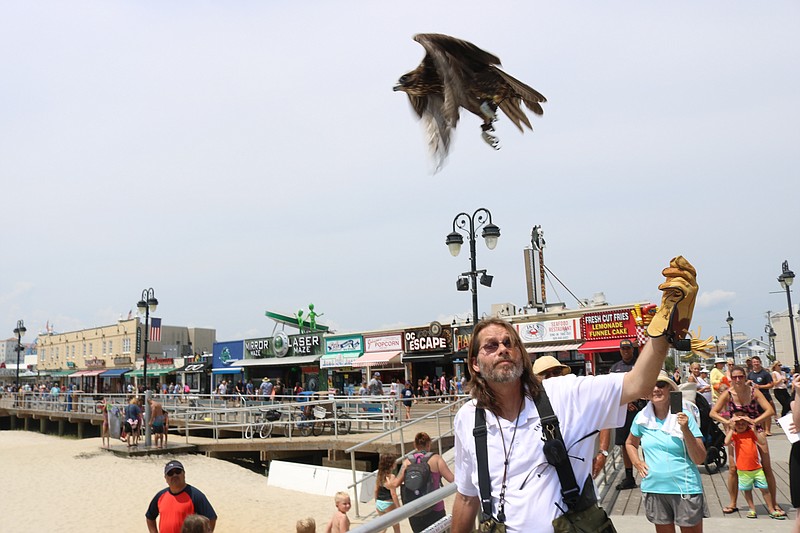 Falconer Erik Swanson releases a falcon to patrol the skies in Ocean City during a display of the successful program in 2019. 