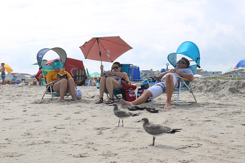 Seagulls are seen as a nuisance on the beaches.