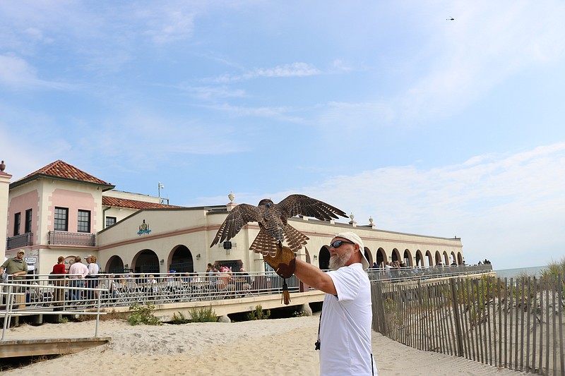 P.J. Simonis sends a falcon off to scare away gulls on the last day of the program for the 2019 season.