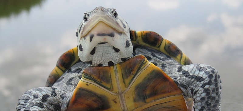 Kids get to see terrapins close up at the Wetlands Institute. (Photo courtesy wetlandsinstitute.org)