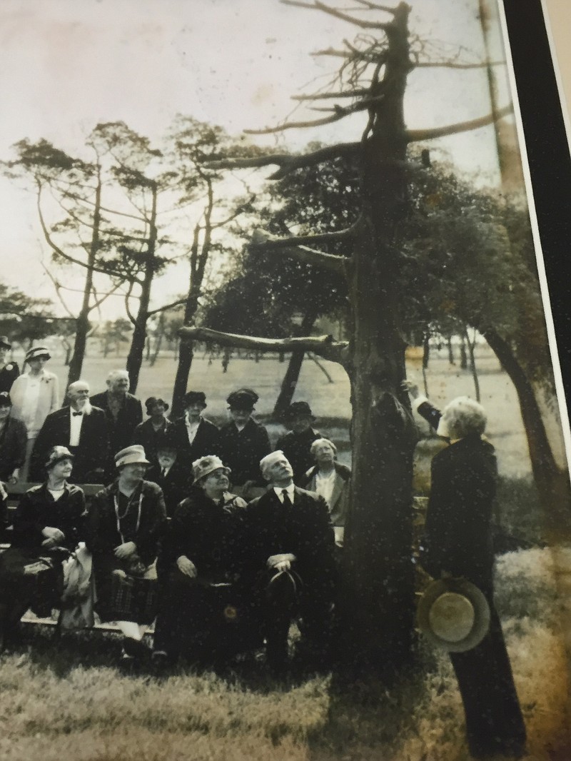 An early, undated photo shows the tree when it was alive on the Tabernacle grounds (Photo courtesy Ocean City Tabernacle)